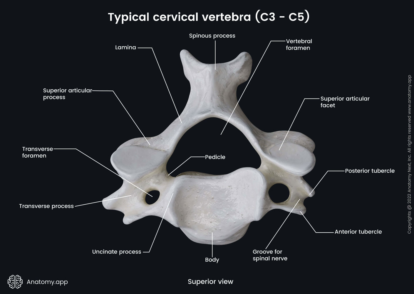 <p>The presence of transverse foramina, which allow for the passage of vertebral arteries. </p><p>A large and triangular vertebral canal</p><p>Bifid spine </p>