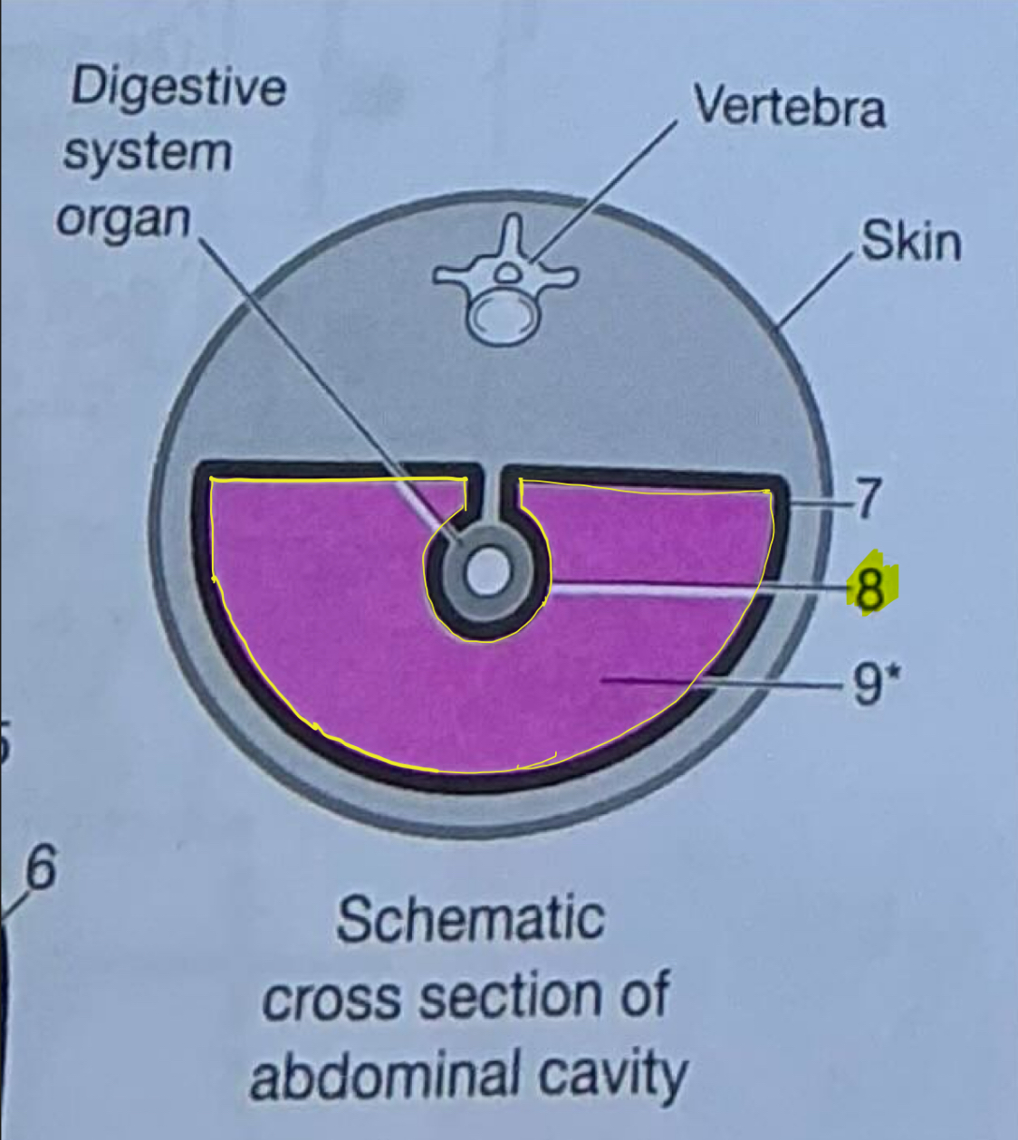<p>Innermost layer of serous membrane lining the abdominopelvic cavity</p>