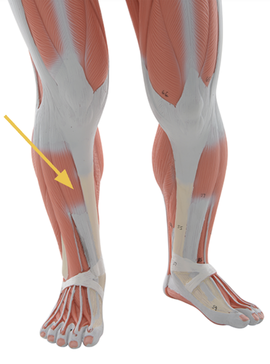 <p>tibialis anterior m. </p><p><span>O: lateral condyle and proximal tibia</span></p><p><span>I: medial cuneiform, metatarsal I</span></p><p><span>Action(s): dorsiflexion and inversion of foot</span></p><p><span>Innervated by deep fibular nerve</span></p>
