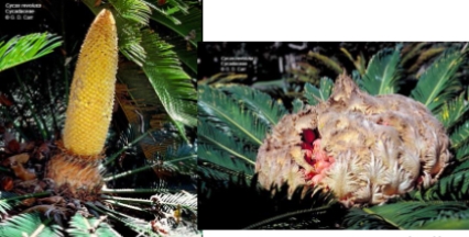 <ol><li><p>identify the species</p></li><li><p>which is a microstrobilius and which is a megastrobilius</p></li></ol><p></p>