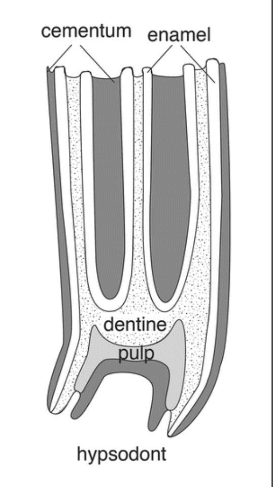 **Hypsodont** (High crowned) teeth of herbivores 

Examples ( All permanent teeth of horses and cheek teeth of ruminants. Rabbits also have these types of teeth. It is so important for them to get their teeth trimmed as they are continuously growing.