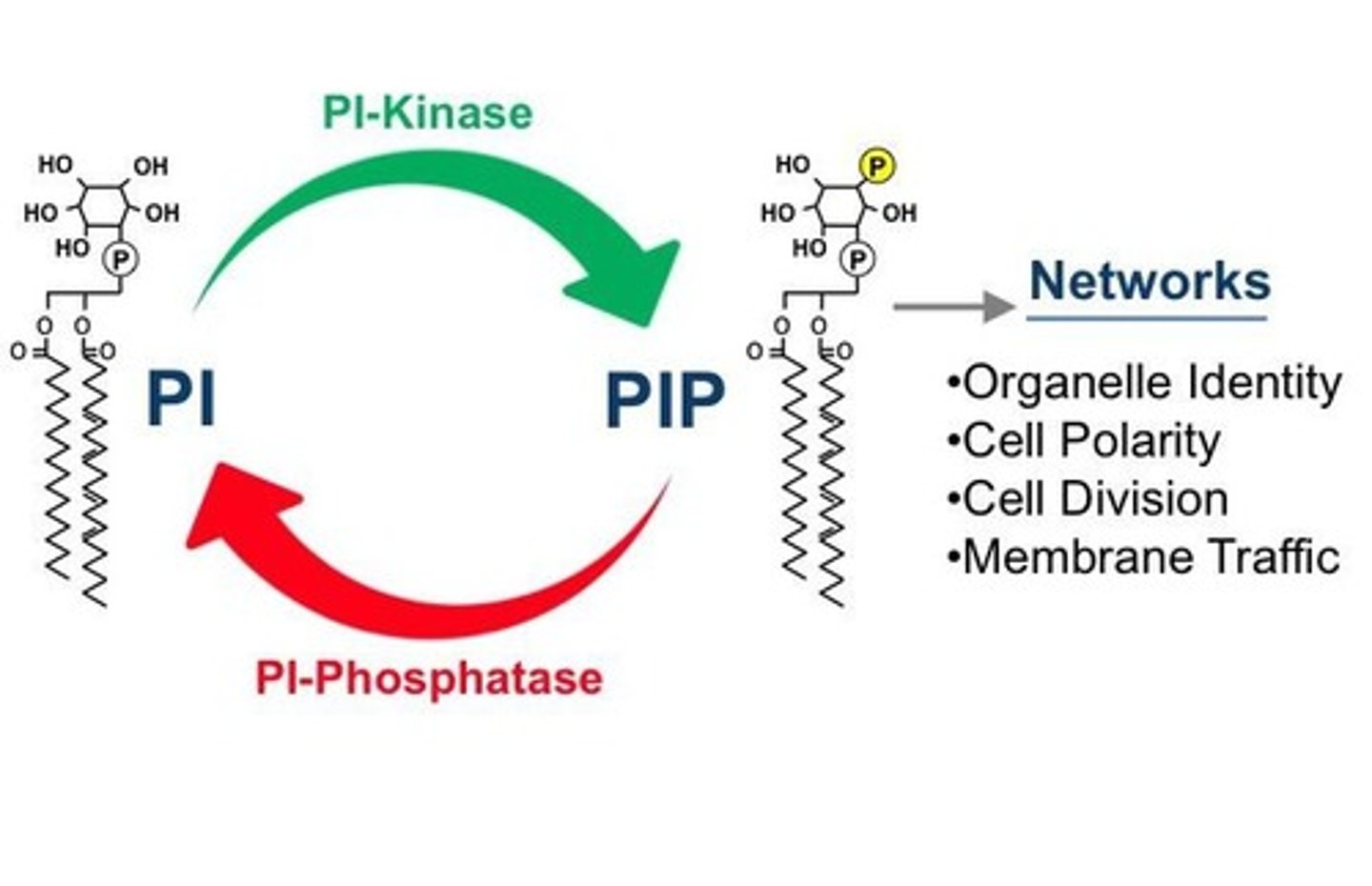 <p>Lipid precursor for second messengers IP3 and DAG.</p>