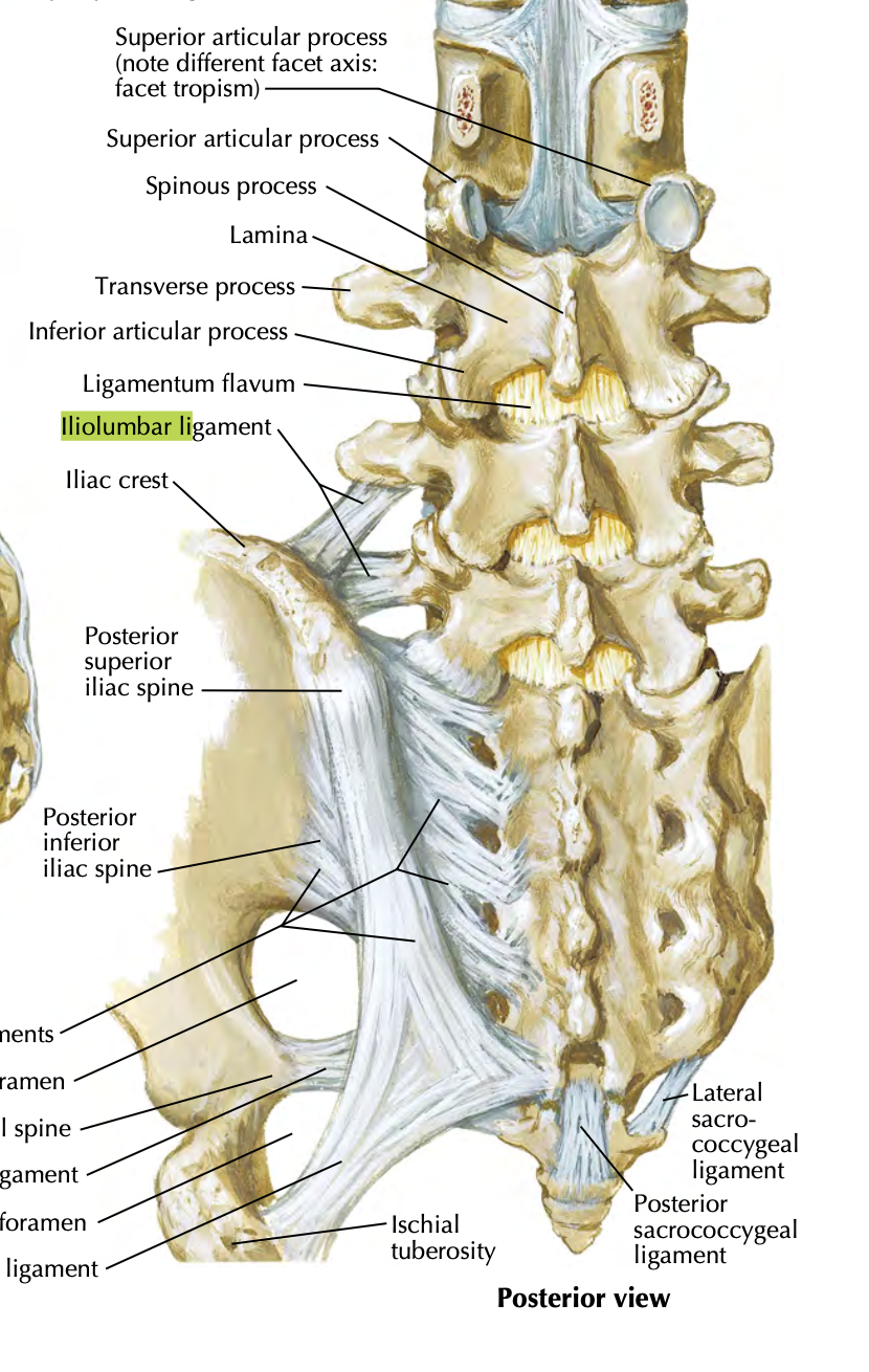 <ul><li><p>LV 4-5</p></li><li><p>anchors lower vertebral column to iliac</p></li><li><p>stability to lumbosacral joint</p></li></ul><p></p>