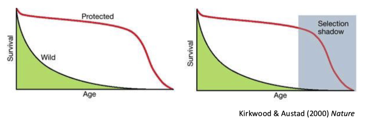 <p>what does the selective shadow in the graph represent? </p>