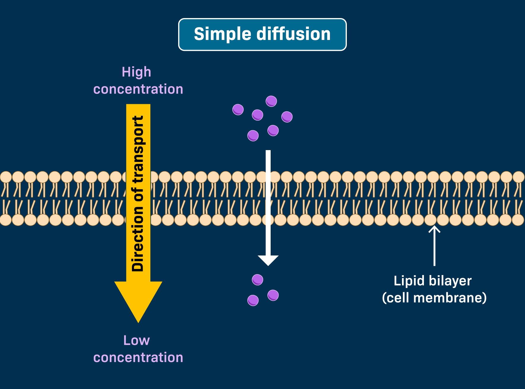 <p>Small, hydrophobic molecules (like H2 and O2) can go right through the phospholipid bilayer</p>