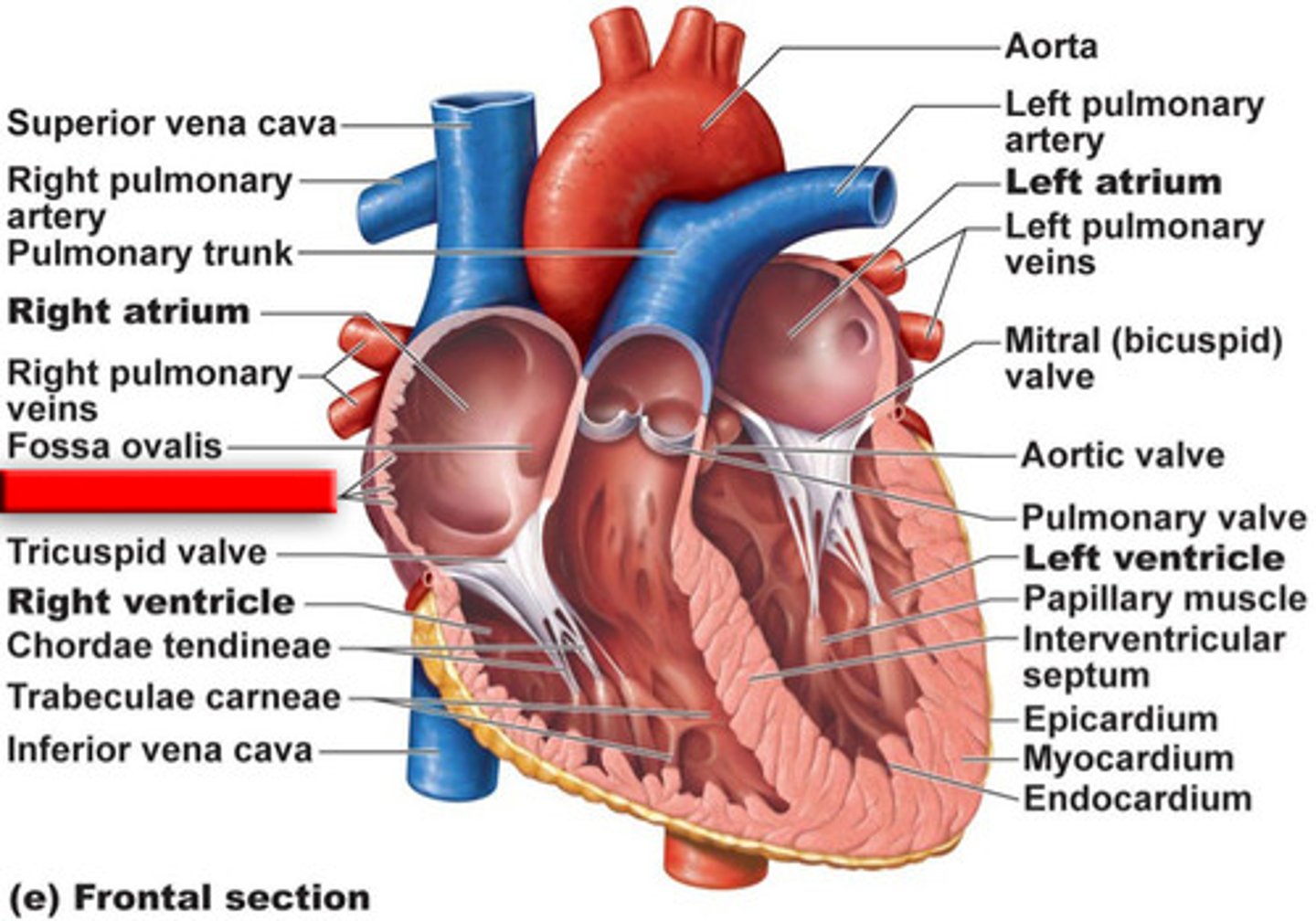 <p>Right atrium</p>