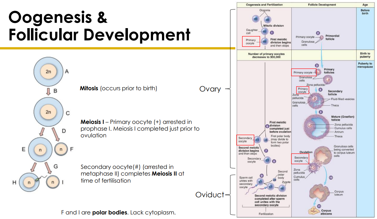<p>DIAGRAM ON SLIDE 27</p>