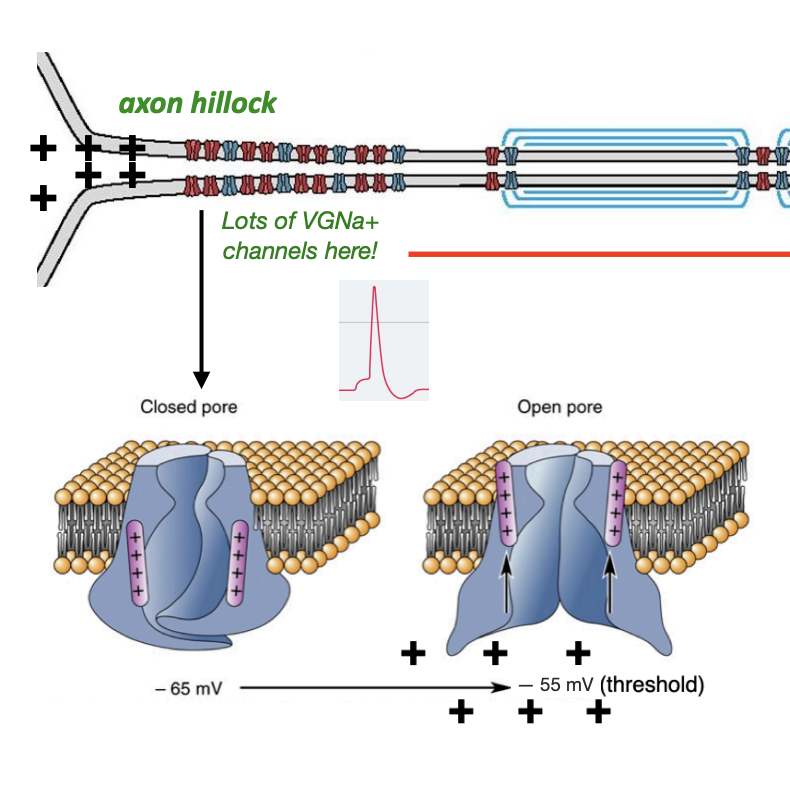 <ul><li><p>As positive charge starts to build up in the dendrites/cell body as a result of excitation from excitatory presynaptic inputs, the membrane becomes more and more depolarized (more positively charged)</p></li><li><p>At around -55 mV, the neuron reaches “threshold,” the point at which voltage gated sodium channels in the axon hillock first begin to open and allow the influx of sodium, triggering an action potential </p></li></ul><p></p>