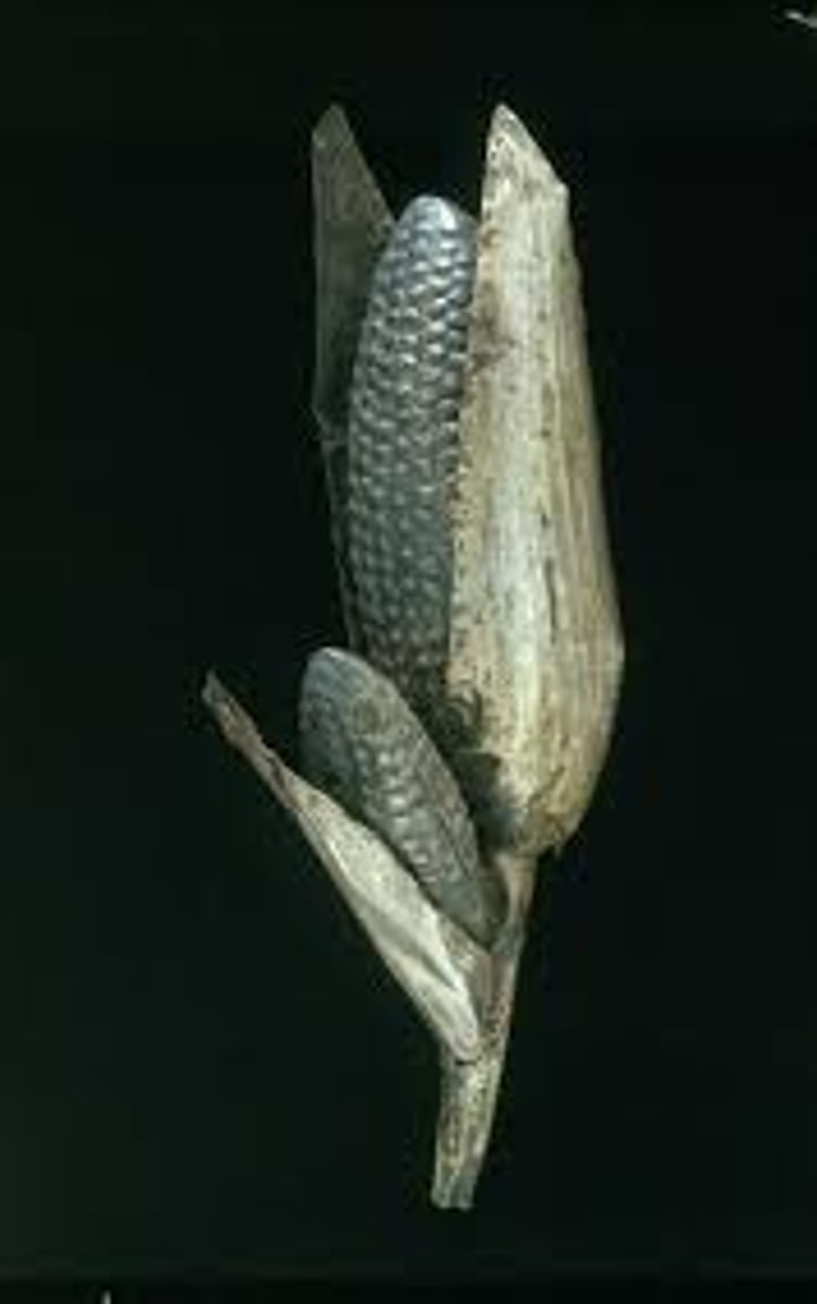 <p>160. Maize cobs</p>