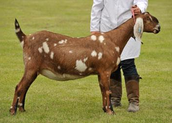 <ul><li><p>biggest ears overall</p></li><li><p>spotted</p></li></ul><p></p>