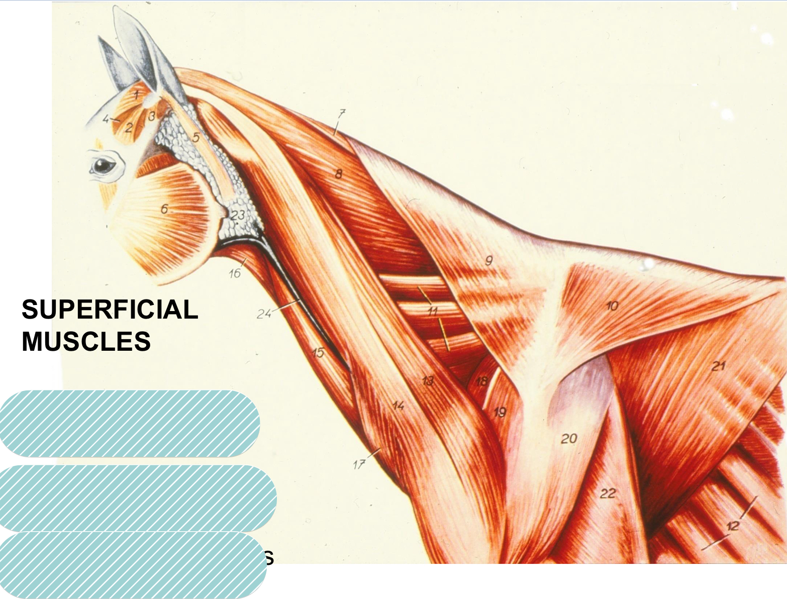 <p>write the number and structure of the superficial ventral muscles of the horse</p>