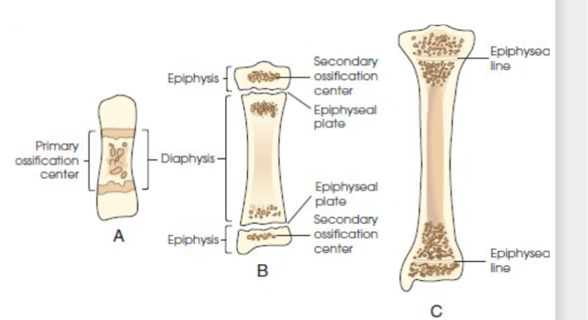 <p>secondary ossification</p>