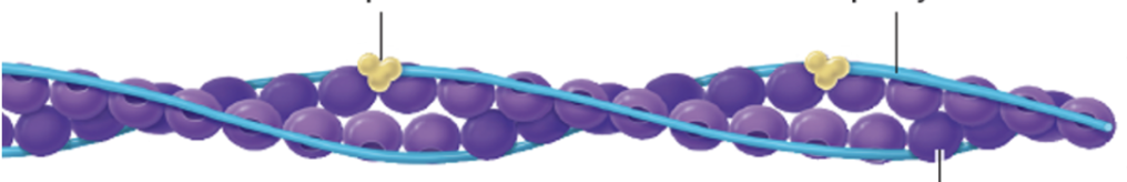 <ul><li><p>Actin protein </p><ul><li><p>Contractile protein</p></li></ul></li><li><p>Tropomyosin protein</p></li><li><p>Troponin protein</p></li></ul><p></p>