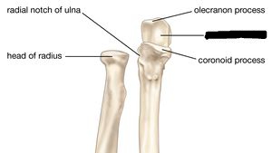 <p>trochlear notch</p>