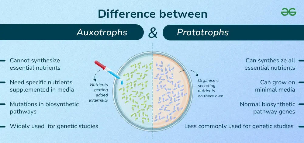 <p>A prototroph is a wild-type bacterium that can synthesize all necessary nutrients from basic media, while an auxotroph is a mutant that requires specific nutrients to be added to the media for growth</p>