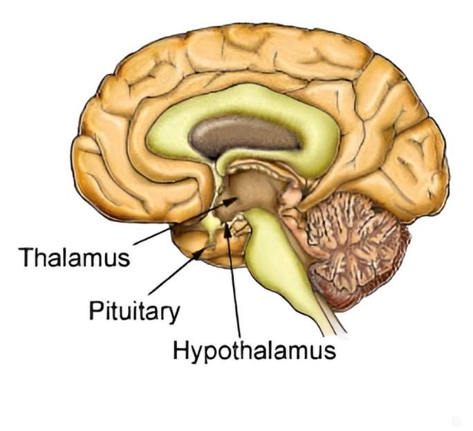 <p><span><strong><span>where is the hypothalamus located </span></strong></span></p>