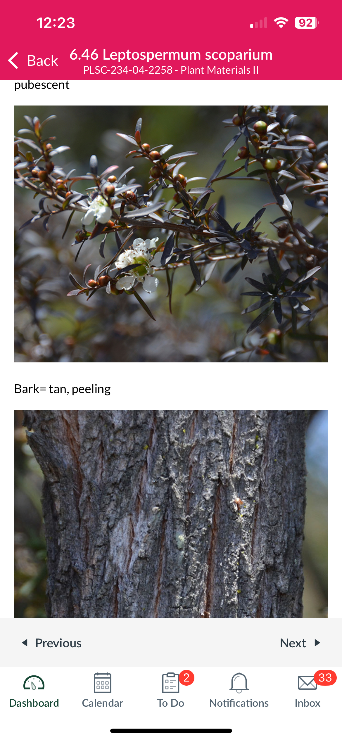 <p>New Zealand tea tree</p>