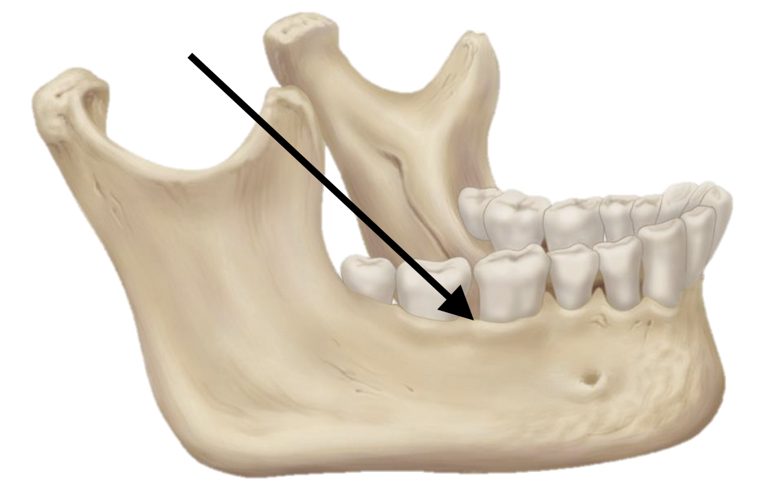 <p>Name the bone marking</p>