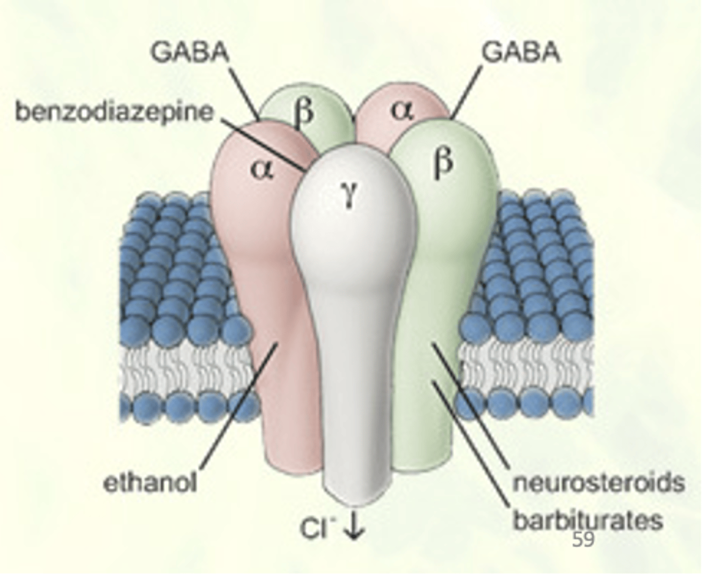 <p>- These drugs are predominantly positive allosteric modulators of the GABAA receptor complex – i.e., they have a binding site on the GABA receptor complex.</p><p>- Produce marked psychological and physical dependence, with a life-threatening withdrawal. One of the most difficult drug dependencies to discontinue. Huge problem</p>