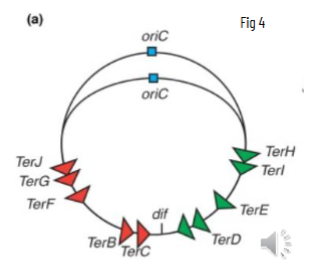 <p>circular genome has a single origin of replication (OriC) and 10 termination sites</p><p>OriC is AT rich and termination site has 10 copies of 23 bp sequence specific replication arrest site, bound by Tus</p><p>bacteria have 5 DNA polymerases but not all are involved in replication</p>