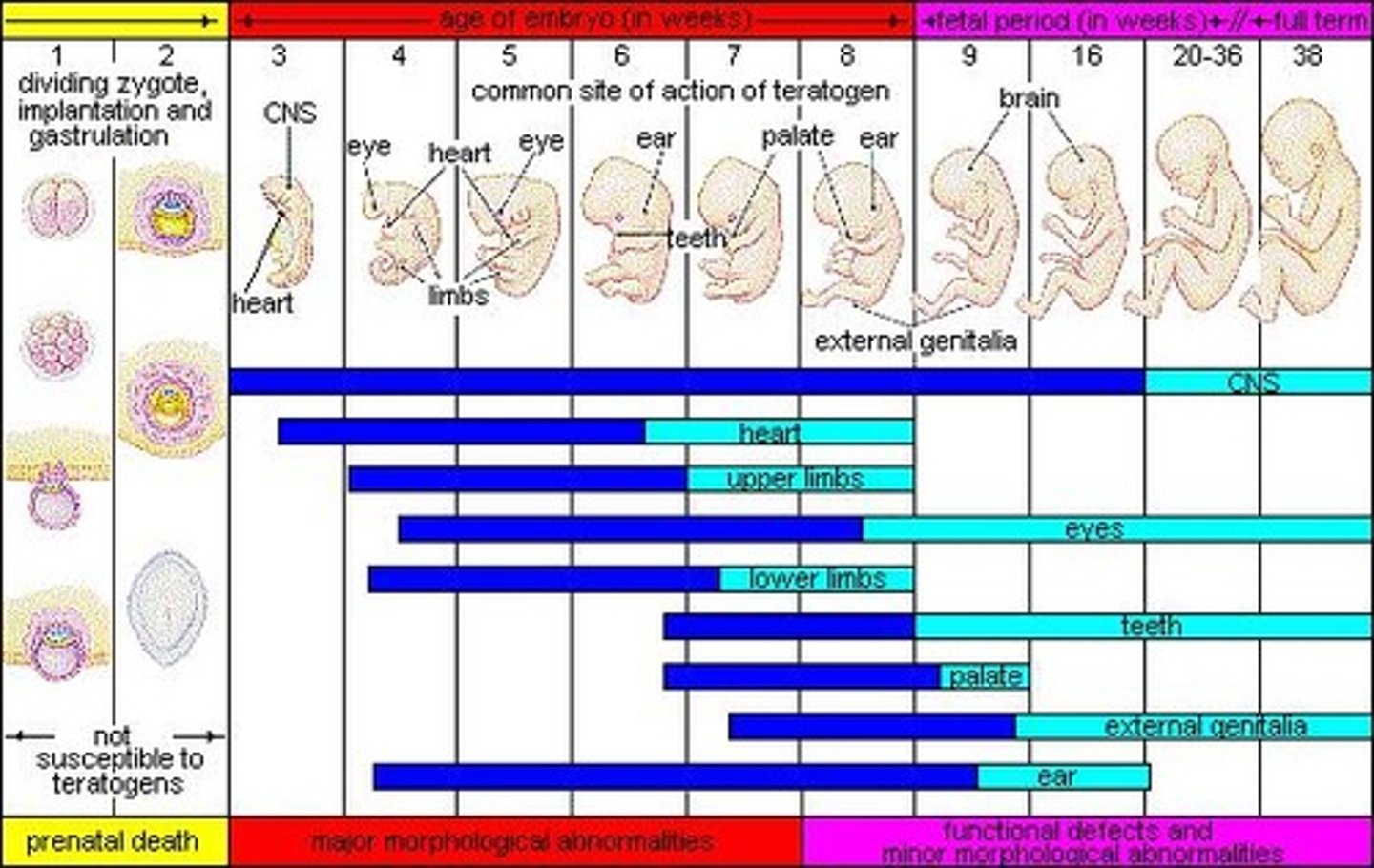 <p>"Developmental toxicity"</p><p>Pre-Natal: some medications, recreational drugs, tobacco products, chemicals, alcohol, certain infections, and high stress in pregnant people.</p><p>Post-Natal: social deprivation.</p>