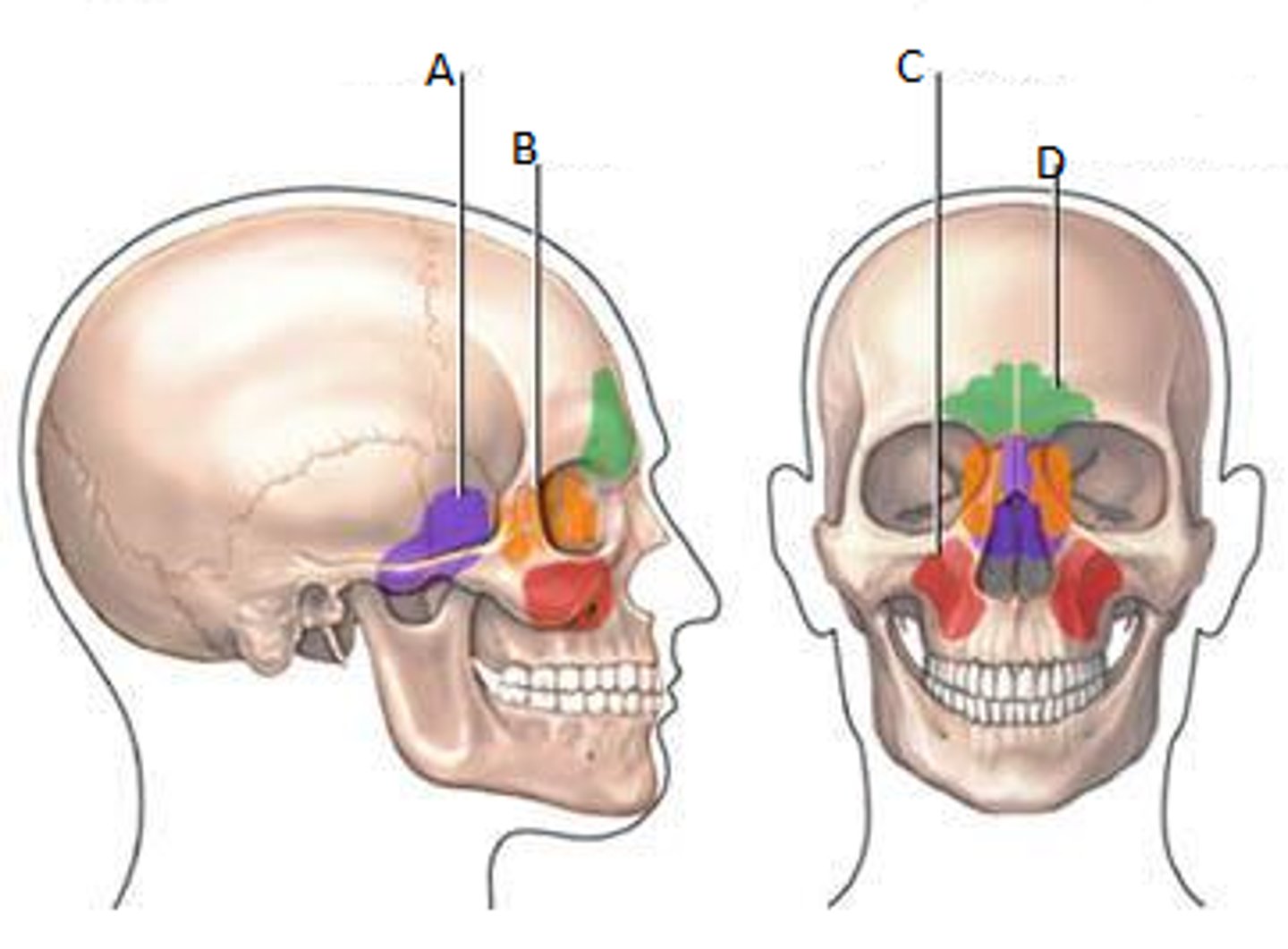 <p>They form a ring around the nasal cavities. They are located in the frontal, sphenoid, ethmoid, and maxillary bones. There is 8 in total, 2 for each bone.</p>