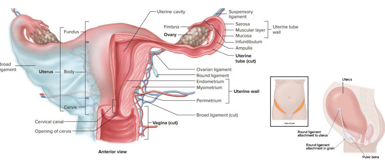 <p>What keeps the Uterus in place?</p>