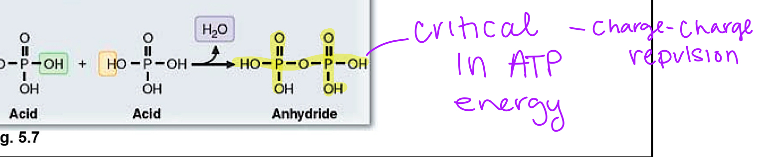 <p>acid+acid—&gt; double phosphoric acid bond </p>