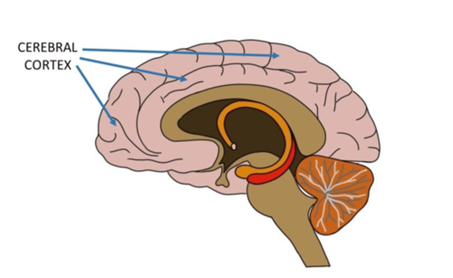 <p>Outer covering of the cerebral hemispheres.</p>