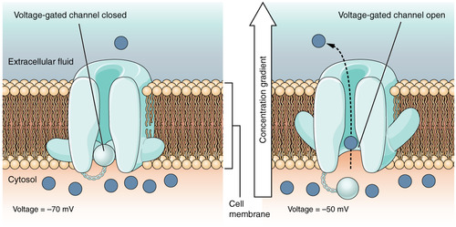 When a neuron is firing, the voltage of the cell changes. The potassium channel will only open when the voltage of the cell has reached its peak (of about 30mv).