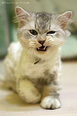 bad-tempered and combative