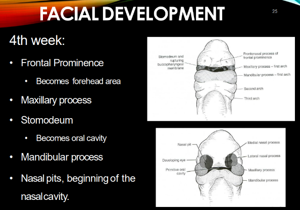 <p>frontal prominence<br>MX &amp; MD processes<br>stomodeum<br>nasal pits, beginning of nasal cavity</p>