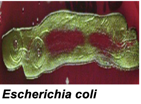<p><span>very dark, almost black (green sheen)</span></p><p><span>-Due to precipitation of methylene blue in the medium from the very high amount of acid produced from fermentation</span></p>