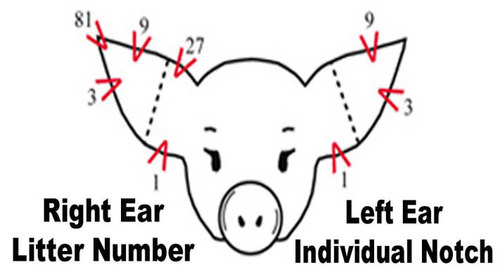 <p>What is ear notching?</p>