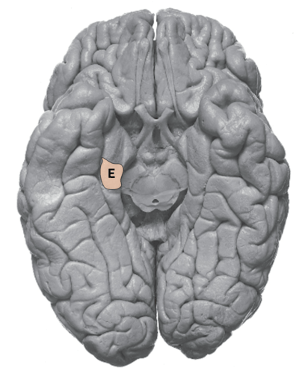 <p>entorhinal cortex</p>