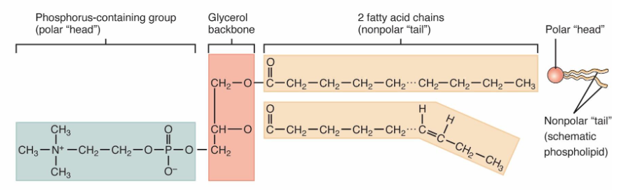 <p><strong>Phosphate group + Glycerol + 2 fatty acid chains<br>The phosphorous head is polar, the fatty acid chains are non-polar</strong></p><ul><li><p><strong>Amphipathic</strong></p></li></ul><p></p>