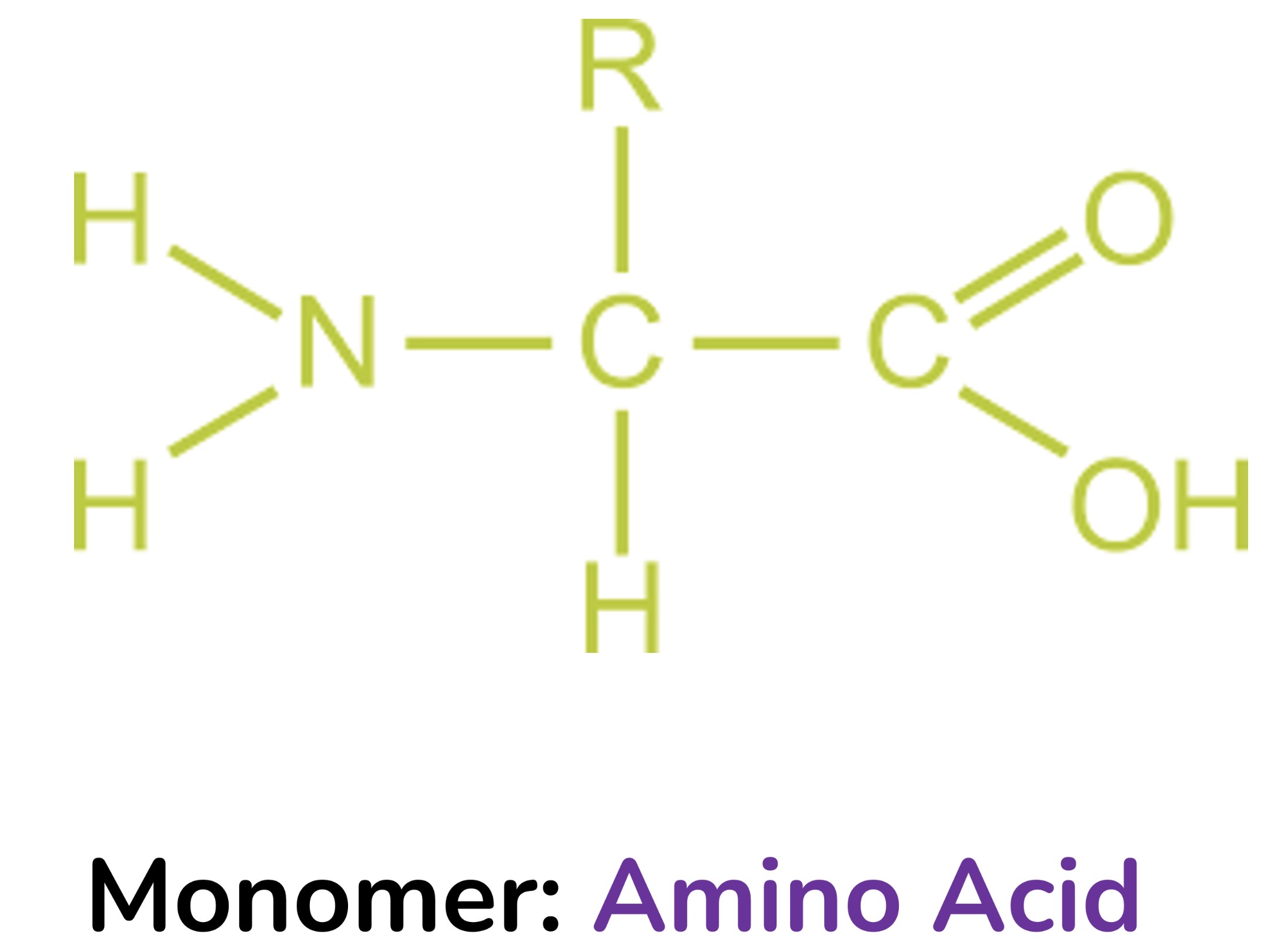 <p>Amino acid</p>