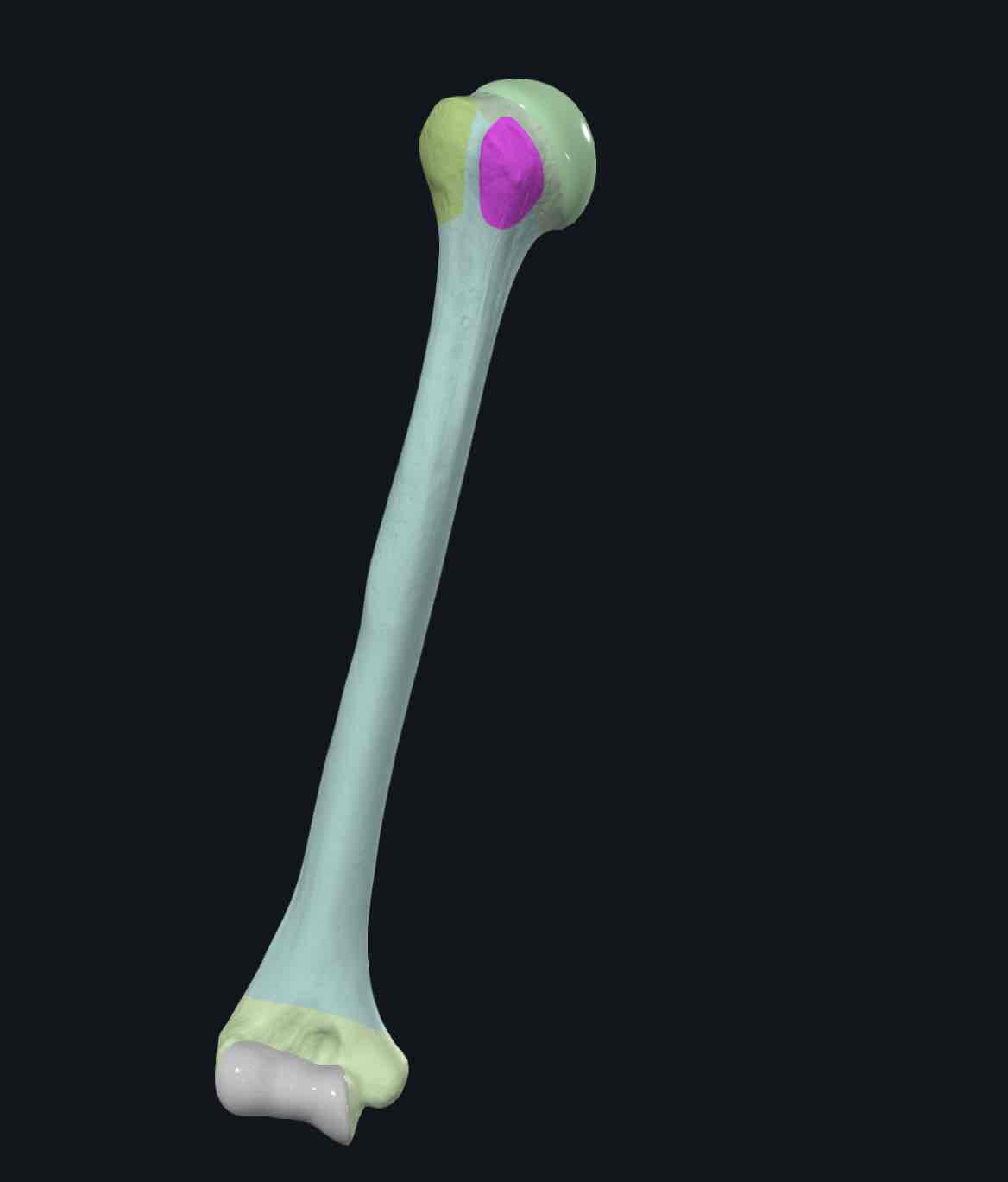 <p>An anterior muscle attachment site on the humerus that is smaller than the greater tubercle.</p>