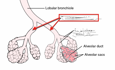 Airways in the lungs that lead from the bronchi to the alveoli.