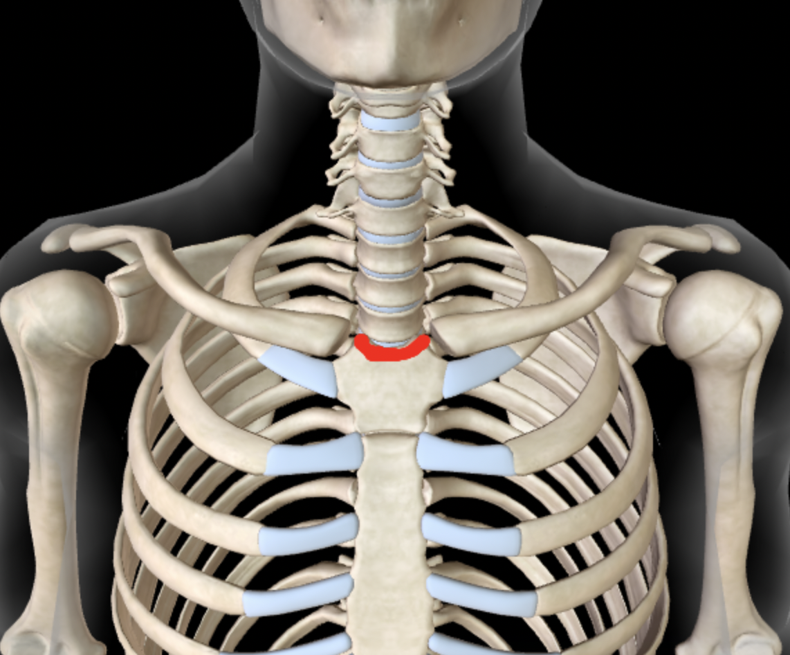 <p>Name this feature of the sternum</p>