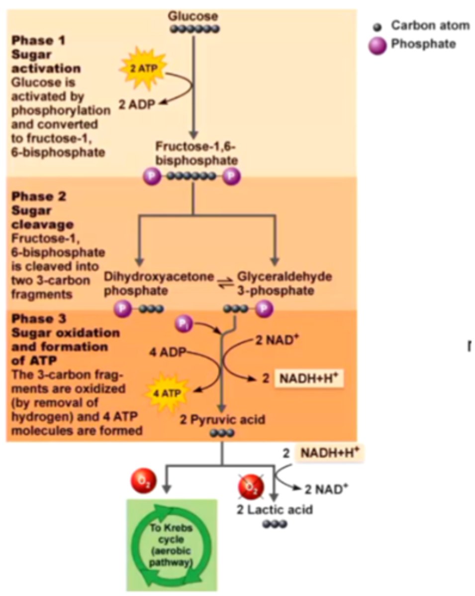<p>Aerobic metabolism</p>