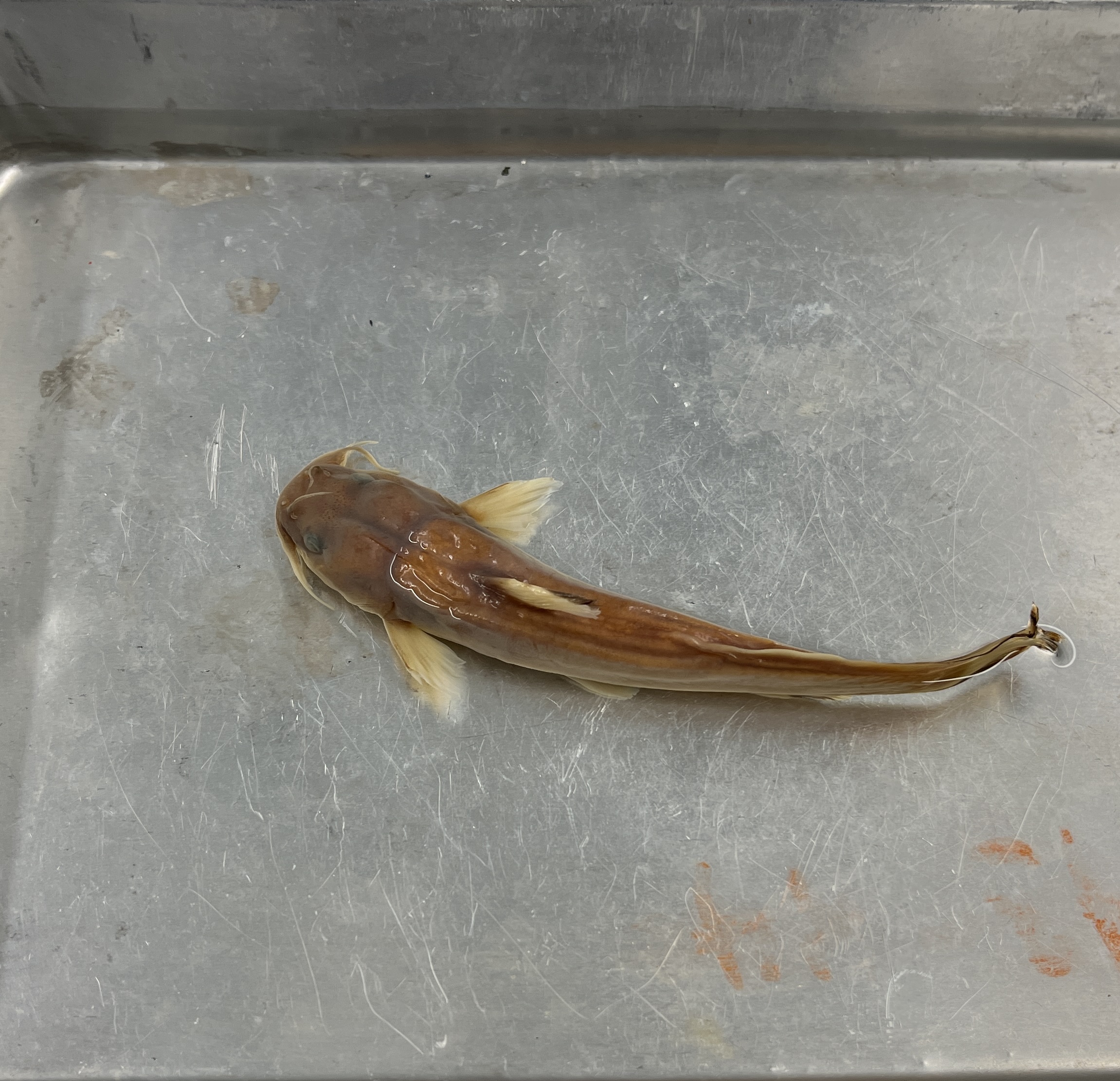 <p>Margined madtom</p>
