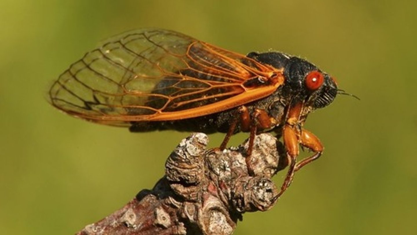 <p>cicades (soort krekel)</p>