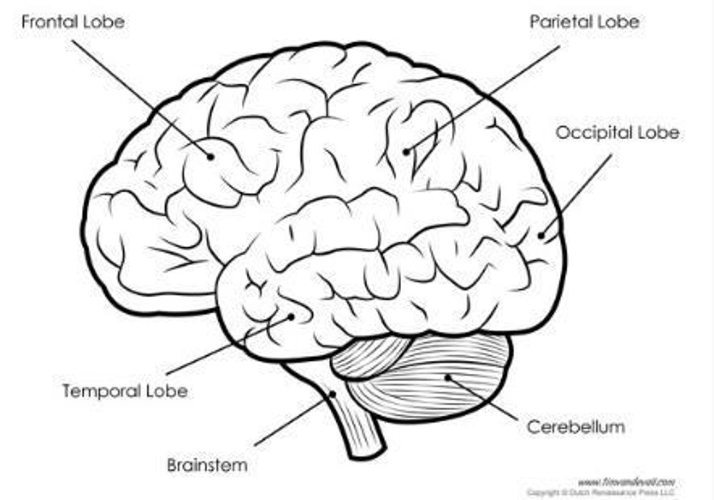 <p>Brain region for movement and balance.</p>