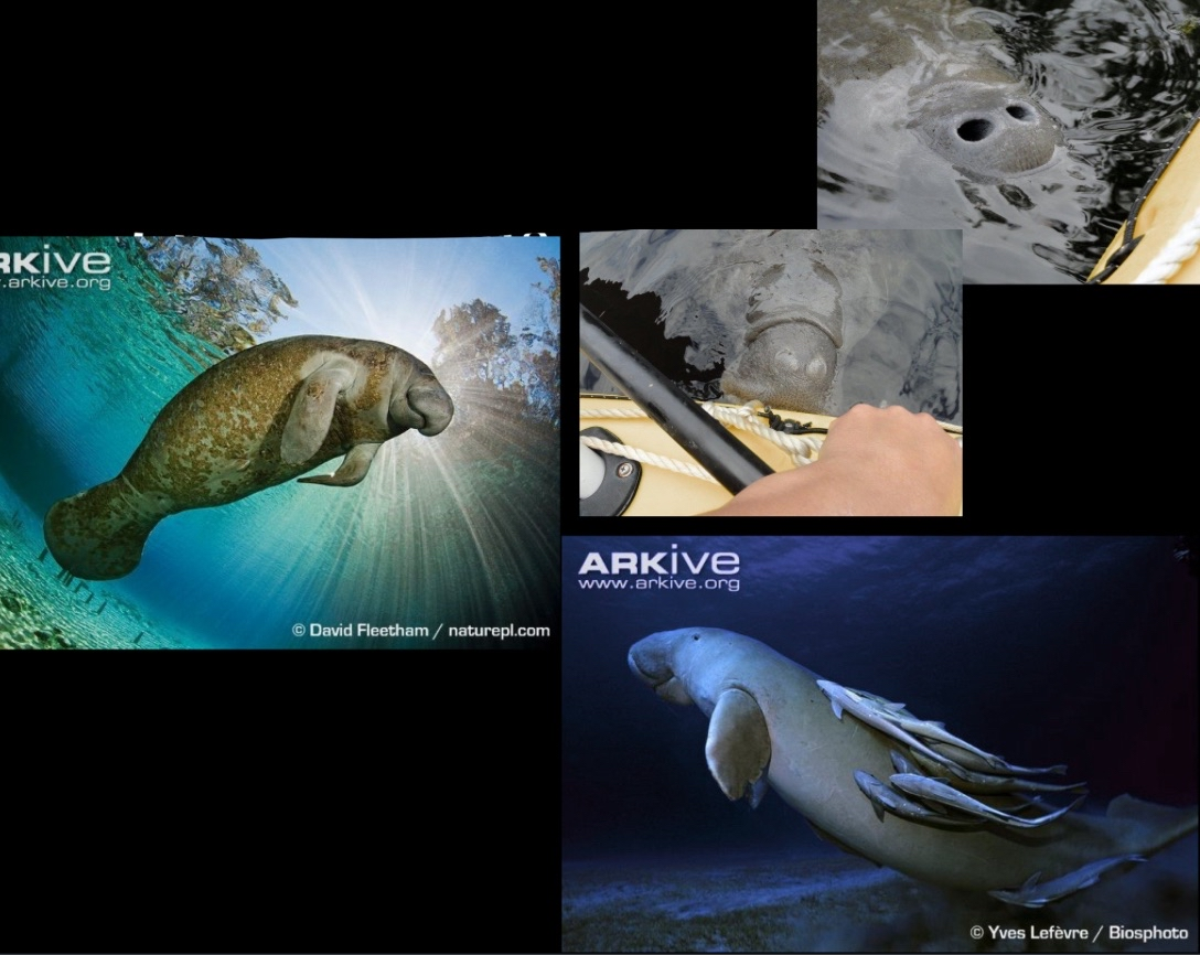 <p>sea cows and manatees</p>