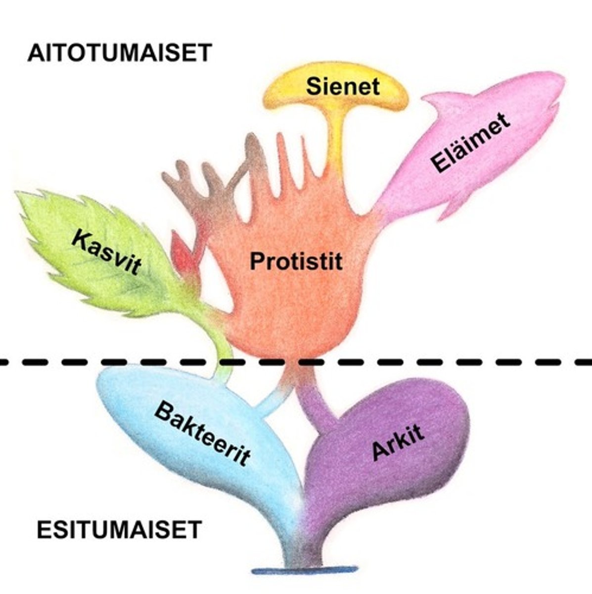 <p>Bakteerit, arkeonit ja tumalliset</p>