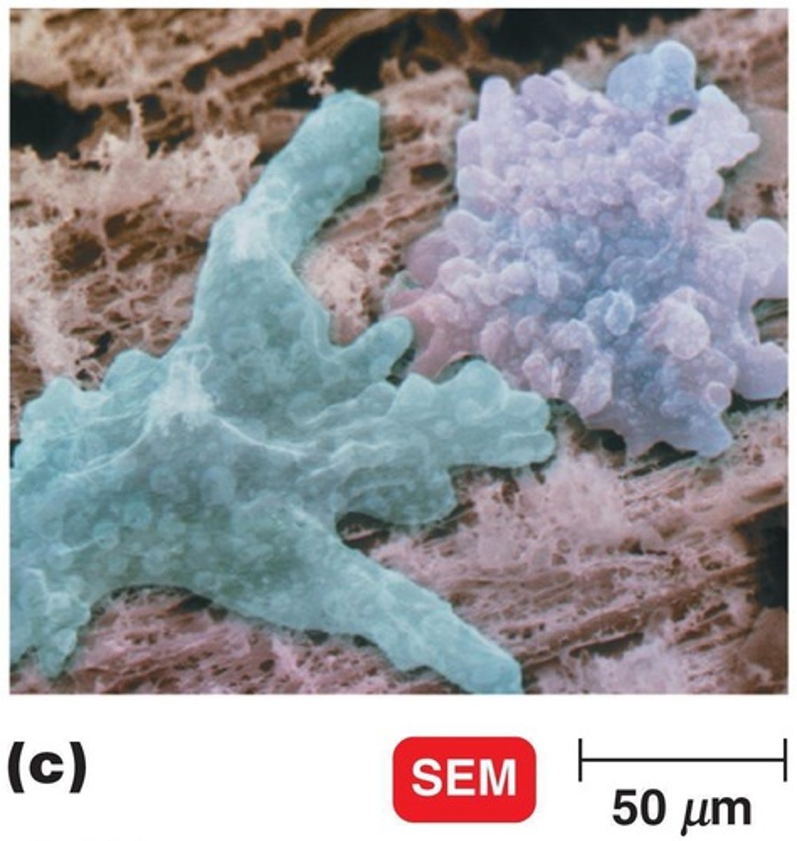 <p>Unicellular eukaryotes that obtain nourishment by absorption or ingestion.</p>