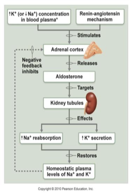 <ul><li><p>regulates amount of Na+ reabsorption (Na+ decrease = aldosterone release)</p></li><li><p><strong>Zona Glomerulosa </strong>in <strong>adrenal cortex</strong> releases aldosterone in response to</p><ul><li><p>Decreased blood volume or BP</p></li><li><p>renin-angiotensin system</p></li></ul><p></p><ul><li><p><span>Angiotensin II</span></p></li><li><p><span>Increased Potassium</span></p></li><li><p><span>Adrenocorticotropic hormone</span></p></li><li><p><span>Atrial natriuretic peptide</span></p></li></ul></li><li><p>action: DCT (<strong>distal convoluted tubule</strong>) and <strong>collecting duct</strong></p><ul><li><p>Increases blood volume</p><ul><li><p><span>Na+ reabsorption</span></p></li><li><p><span>Water reabsorption</span></p></li><li><p><span>K+ &amp; H+ excretion</span></p></li></ul></li></ul></li></ul><img src="https://knowt-user-attachments.s3.amazonaws.com/b67416d5-e1c9-4f1c-8c6a-0b60b33dd086.png" data-width="100%" data-align="center"><p></p>