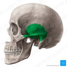 <p>Side View of Human Skull</p>