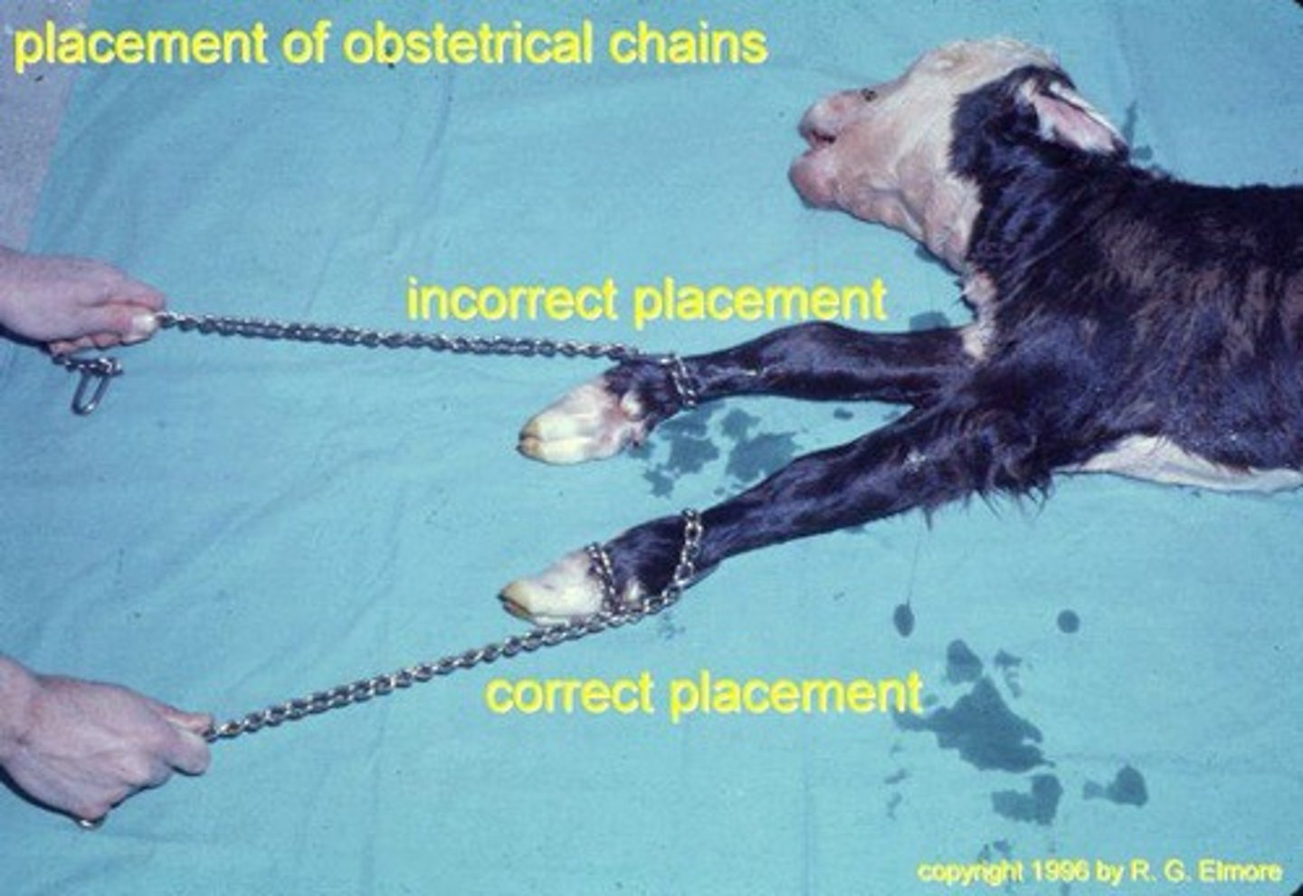 <p>Lube, disinfectants, calf chains, calf jack, and possibly an epidural.</p>